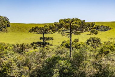 Çiçekli tarla ve Sao Francisco de Paula 'daki Araucaria ormanı, Rio Grande do Sul, Brezilya