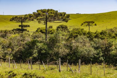 Çiçekli tarla ve Sao Francisco de Paula 'daki Araucaria ormanı, Rio Grande do Sul, Brezilya