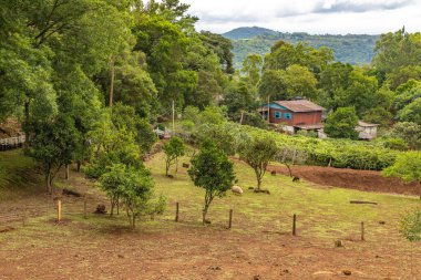 Morro do Xaxim Dağı 'ndaki küçük çiftlik ve orman Igrejinha, Rio Grande do Sul, Brezilya