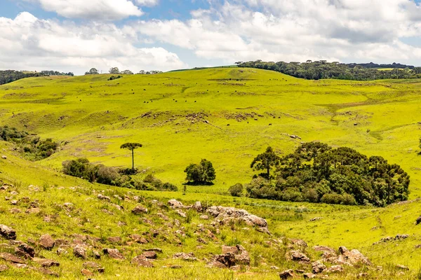 Boerderij Met Bos Araucaria Sao Francisco Paula Rio Grande Sul — Stockfoto