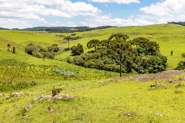 Farm field with Araucaria forest in Sao Francisco de Paula, Rio Grande do Sul, Brazil