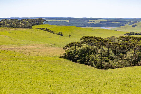 Farm field with Araucaria forest in Sao Francisco de Paula, Rio Grande do Sul, Brazil