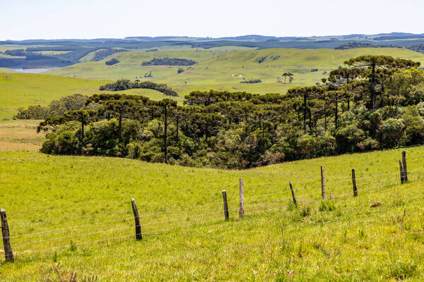 Farm field with Araucaria forest in Sao Francisco de Paula, Rio Grande do Sul, Brazil