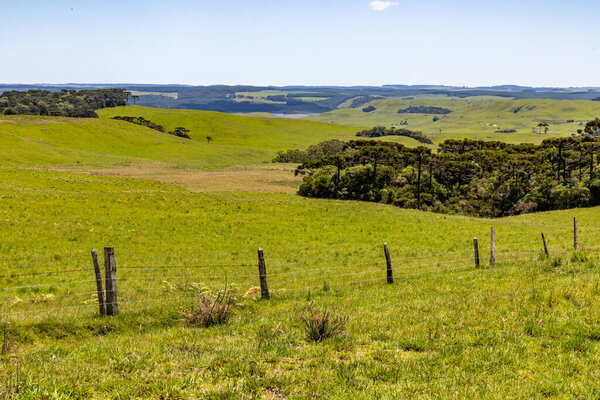 Farm field with Araucaria forest in Sao Francisco de Paula, Rio Grande do Sul, Brazil