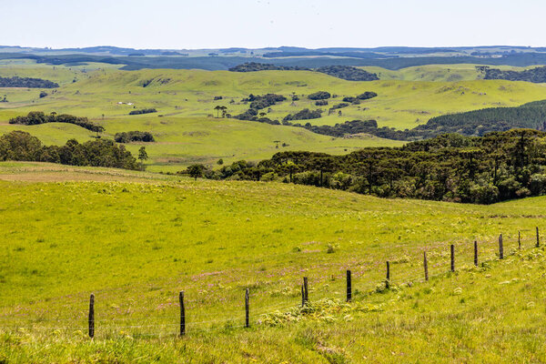 Farm field with Araucaria forest in Sao Francisco de Paula, Rio Grande do Sul, Brazil