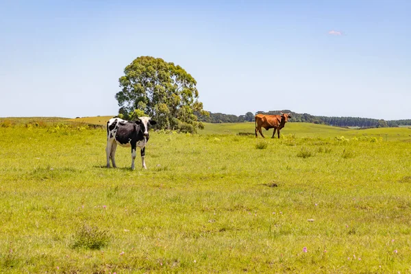 Herd Een Boerderij Veld Sao Francisco Paula Rio Grande Sul — Stockfoto