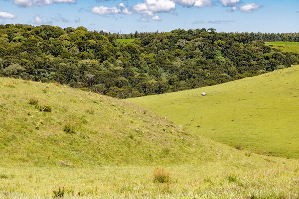 Farm field with Araucaria forest in Sao Francisco de Paula, Rio Grande do Sul, Brazil