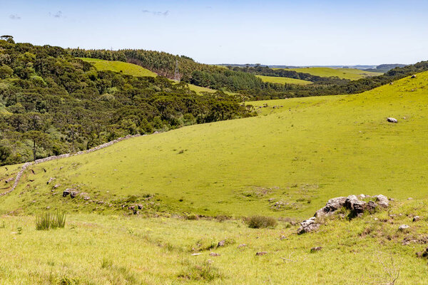 Farm field with Araucaria forest in Sao Francisco de Paula, Rio Grande do Sul, Brazil