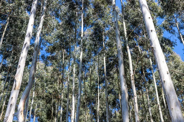 Δάσος Ευκάλυπτος Γαλάζιο Ουρανό Στο Σάο Φρανσίσκο Paula Rio Grande — Φωτογραφία Αρχείου