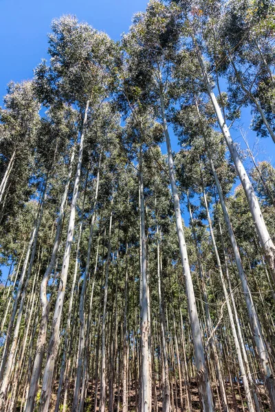 Eucalyptus Skov Med Blå Himmel Sao Francisco Paula Rio Grande - Stock-foto