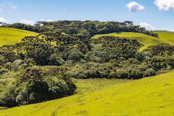 Farm field with flowers and Araucaria forest in Sao Francisco de Paula, Rio Grande do Sul, Brazil
