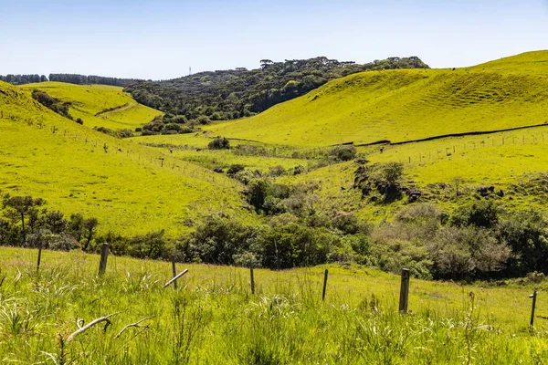 Çiçekli Tarla Sao Francisco Paula Daki Araucaria Ormanı Rio Grande — Stok fotoğraf