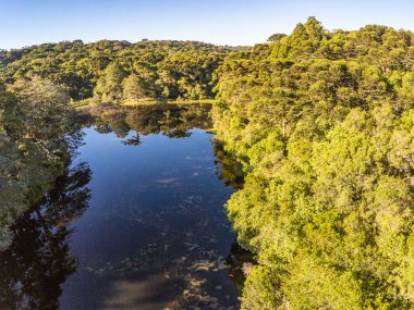 Bir gölün çevresindeki Araucaria ormanı, Sao Francisco de Paula, Rio Grande do Sul, Brezilya