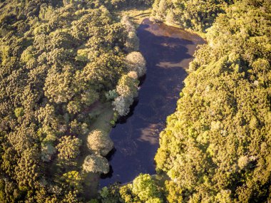 Bir gölün çevresindeki Araucaria ormanı, Sao Francisco de Paula, Rio Grande do Sul, Brezilya