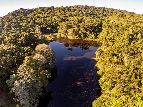 Bir gölün çevresindeki Araucaria ormanı, Sao Francisco de Paula, Rio Grande do Sul, Brezilya