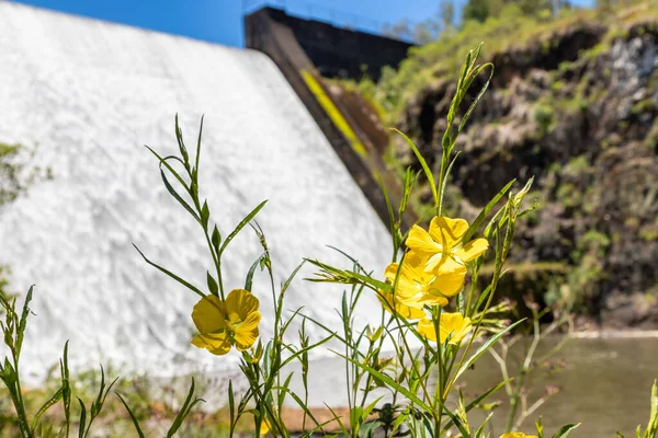 Žlutý Květinový Vodopád Divisa Dam Sao Francisco Paula Rio Grande — Stock fotografie