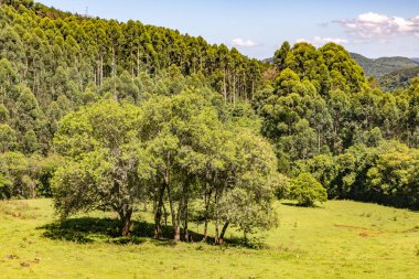Okaliptüs ağaçlı orman, Linha nova köyü, Rio Grande do Sul, Brezilya