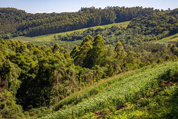 Forest Farm Fields Linha Nova Village Rio Grande Sul Brazil — Stock Photo, Image