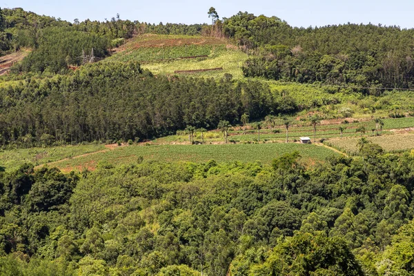 Campos Forestales Agrícolas Pueblo Linha Nova Rio Grande Sul Brasil — Foto de Stock