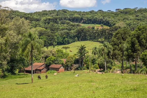 Etrafı ormanlarla çevrili bir çiftlik alanı, Linha nova köyü, Rio Grande do Sul, Brezilya