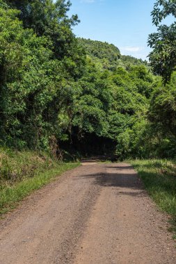 Ormanı ve yeşil tüneli olan kirli yol, Linha nova köyü, Rio Grande do Sul, Brezilya