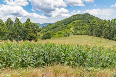 Çevresi tarla ve ormanla kaplı pis bir yol, Picada Cafe, Rio Grande do Sul, Brezilya