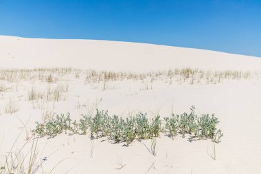 Quintao 'daki bitki örtüsü ve kum tepeleri, Palmare do Sul, Rio Grande do Sul, Brezilya
