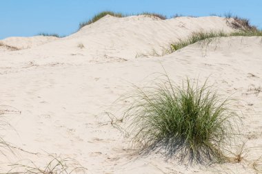 Quintao 'daki bitki örtüsü ve kum tepeleri, Palmare do Sul, Rio Grande do Sul, Brezilya