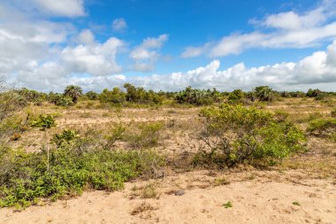 Lagoa do Patos Gölü, Kasetler, Rio Grande do Sul, Brezilya 'da bir sahil çevresindeki bitki örtüsü