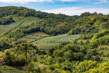 Vadideki üzüm bağları ve ormanlar, Bento Goncalf, Rio Grande do Sul, Brezilya