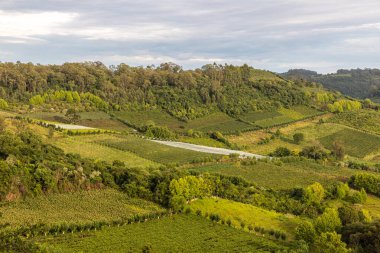 Vadideki üzüm bağları ve ormanlar, Bento Goncalf, Rio Grande do Sul, Brezilya
