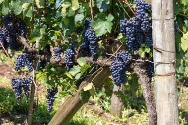 Üzüm bağlarında üzüm, Bento Goncalf, Rio Grande do Sul, Brezilya