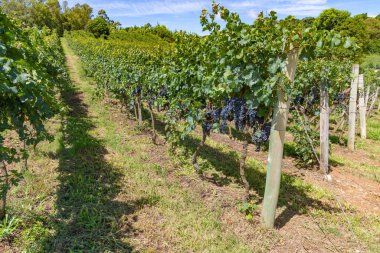 Üzüm bağlarında üzüm, Bento Goncalf, Rio Grande do Sul, Brezilya