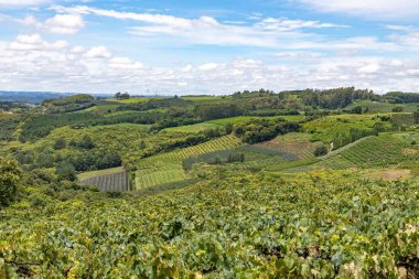 Üzüm bağları ve tarım alanları, Pinto Bandeira, Rio Grande do Sul, Brezilya