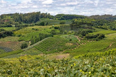 Üzüm bağları ve tarım alanları, Pinto Bandeira, Rio Grande do Sul, Brezilya