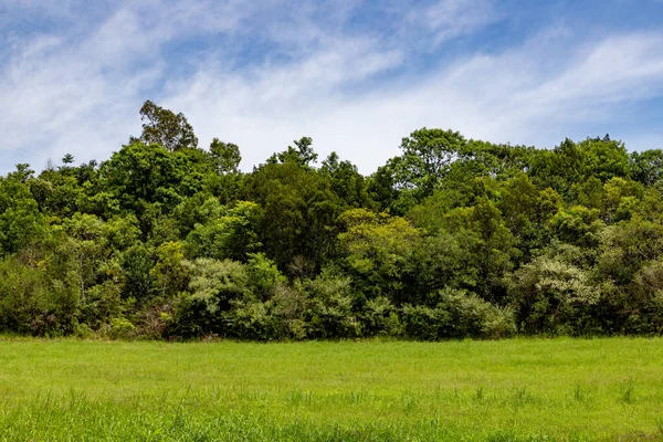 Forest and farm field, Pinto Bandeira, Rio Grande do Sul, Brazil