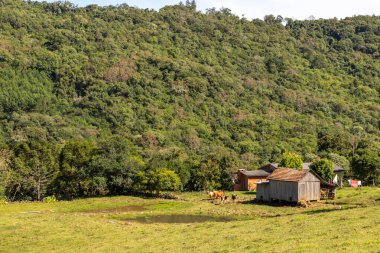 İnekleri, tarlaları, ormanları ve dağları olan çiftlik evi, Santa Maria do Herval, Rio Grande do Sul, Brezilya