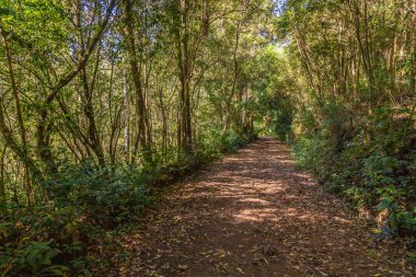 Ağaçlarla çevrili yeşil bir tünelde kirli bir yol, Ivoti, Rio Grade do Sul, Brezilya