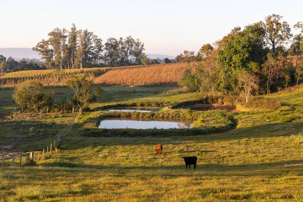Boerderijen Met Koeien Meren Bij Zonsopgang Venancio Aires Rio Grande — Stockfoto