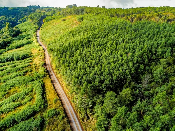 Aerial view of dirty road with forest and vegetation around, Santa Maria do Herval, Rio Grande do Sul, Brazil