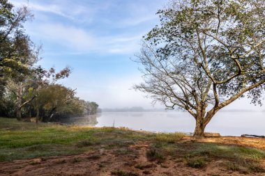 Kıyı bitkisi olan Jacui Nehri, Santo Amaro do Sul, Rio Grande do Sul, Brezilya