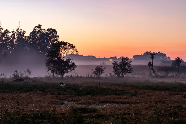 Farm Field Sunrise Venancio Aires Rio Grande Sul Brazil — Stock Photo, Image