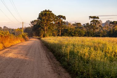 Kirli yol ve tarlalar, Venancio Aires, Rio Grande do Sul, Brezilya