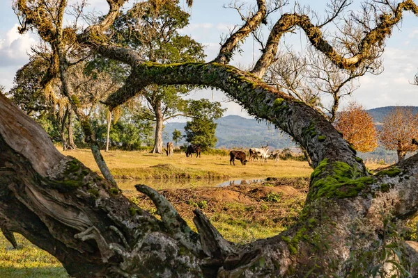 Παλαιός Και Αποξηραμένος Κορμός Ένα Αγρόκτημα Αγελάδα Δέντρα Και Λίμνη — Φωτογραφία Αρχείου