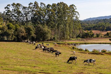 Sürüsü, gölü ve ormanı olan tarla, Santa Cruz do Sul, Rio Grande do Sul, Brezilya