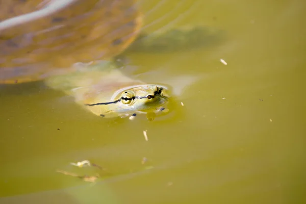 Tortuga — Foto de Stock