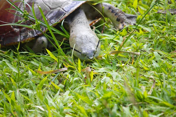 Schildkröte — Stockfoto