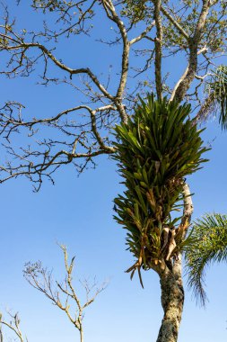 Bromelia, Sepultura plajındaki bir ağacın üzerinde, Bombinhas, Santa Catarina, Brezilya