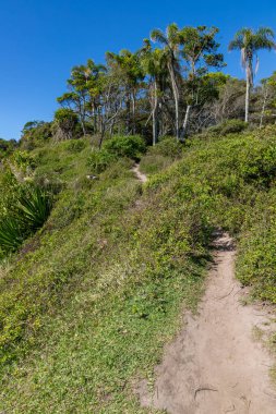 Sepultura sahilindeki orman ve patika Bombinhas, Santa Catarina, Brezilya