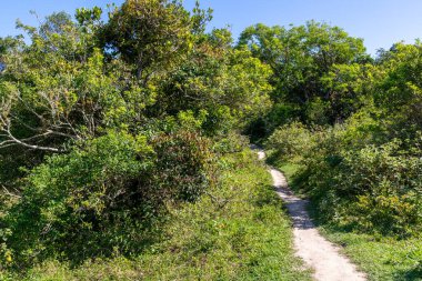 Sepultura sahilindeki ormanda Bombinhas, Santa Catarina, Brezilya